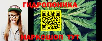 шишки Заволжье
